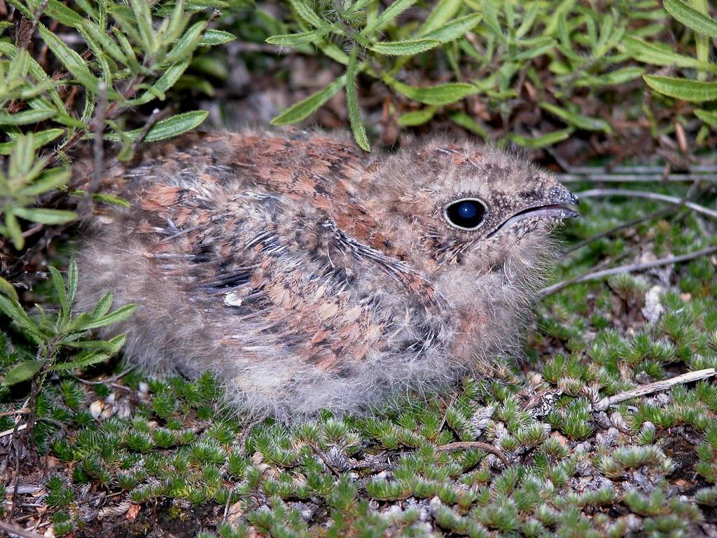 Common Nighthawk (Chordeiles minor) by Victor W. Fazio III is licensed under CC BY-NC-SA 2.0